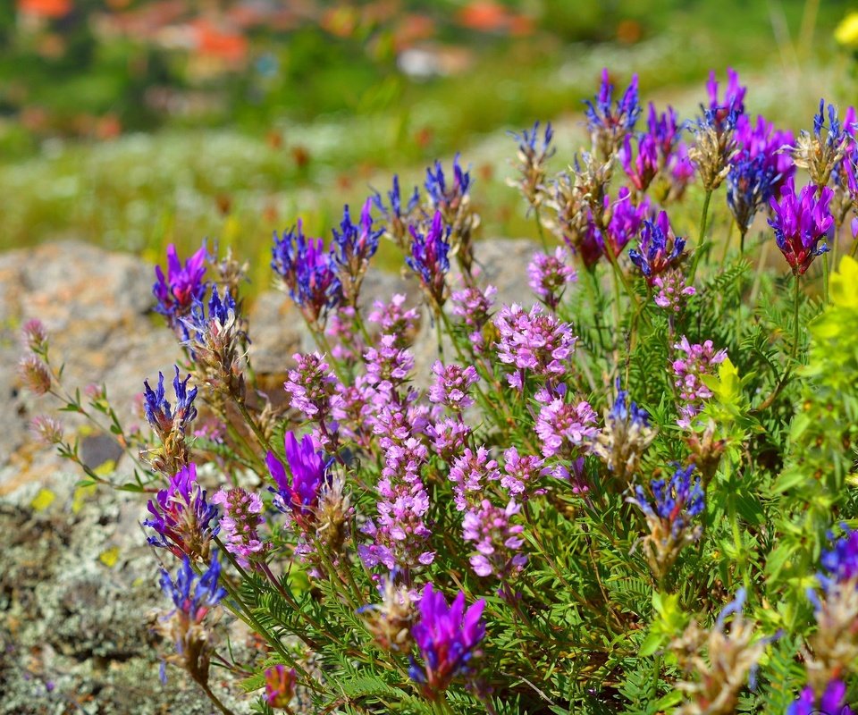 Обои цветы, цветение, весна, остролодочник, flowers, flowering, spring, oxytropis разрешение 3000x1920 Загрузить