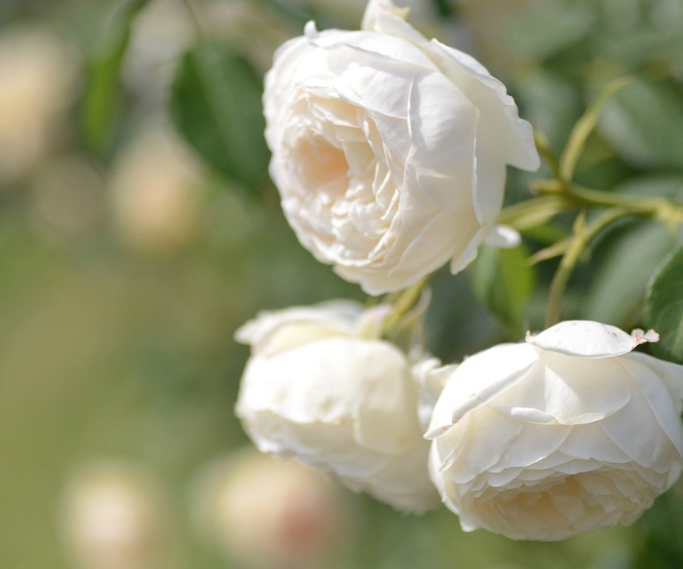 Обои бутоны, макро, розы, боке, белые розы, buds, macro, roses, bokeh, white roses разрешение 2048x1356 Загрузить