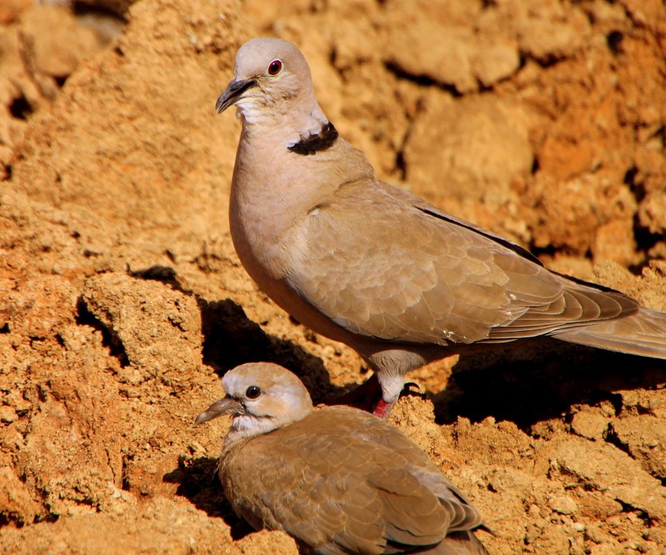 Обои птенец, птицы, голубь, голуби, кормление, chick, birds, dove, pigeons, feeding разрешение 4171x2390 Загрузить