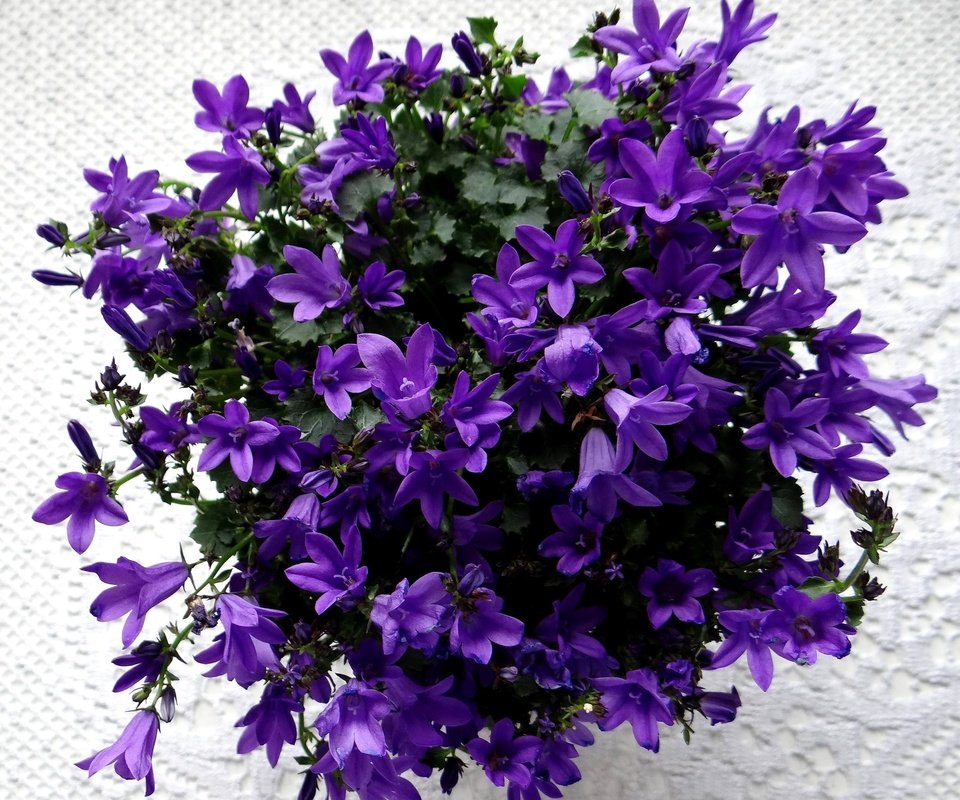 Обои цветы, цветение, колокольчики, фиолетовые, flowers, flowering, bells, purple разрешение 2713x2532 Загрузить