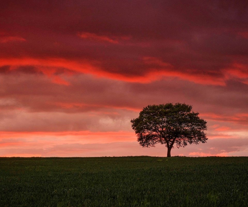 Обои небо, облака, дерево, закат, поле, горизонт, зарево, the sky, clouds, tree, sunset, field, horizon, glow разрешение 2048x1222 Загрузить