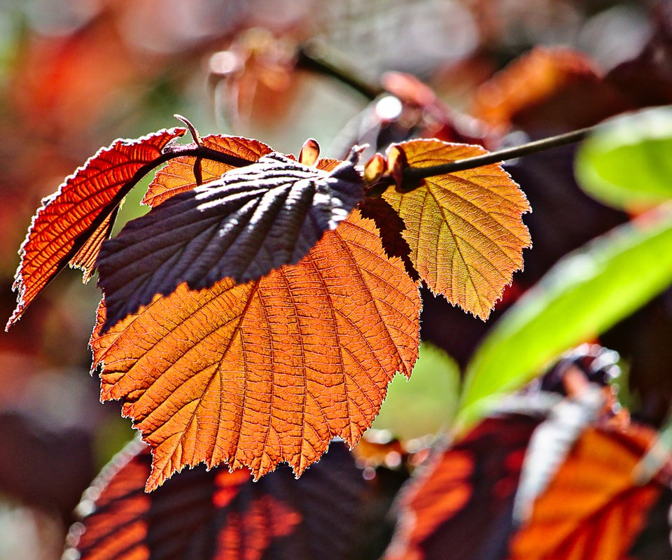 Обои ветка, листья, макро, осень, branch, leaves, macro, autumn разрешение 2880x1800 Загрузить