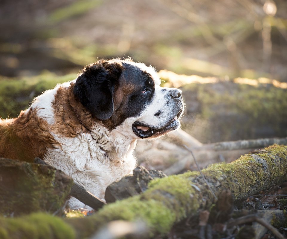 Обои природа, собака, профиль, мох, сенбернар, nature, dog, profile, moss, st. bernard разрешение 1920x1200 Загрузить