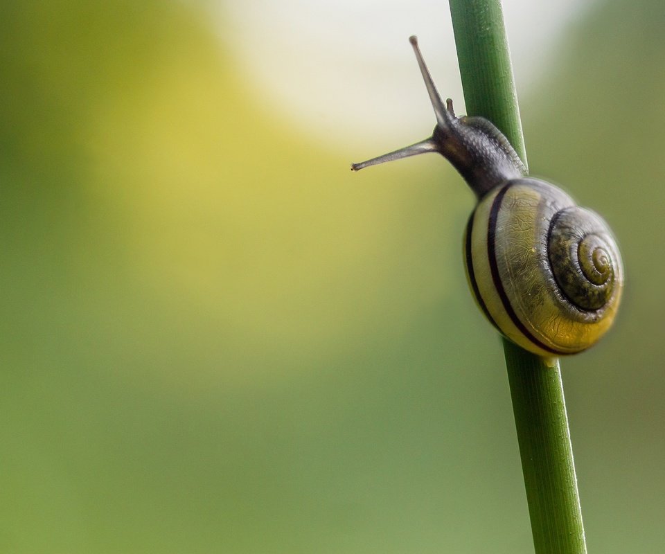 Обои фон, стебель, улитка, травa, background, stem, snail, grass разрешение 2048x1365 Загрузить