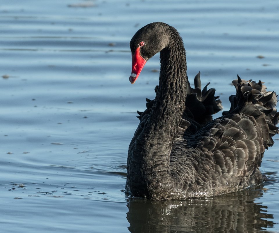 Обои вода, птица, клюв, перья, лебедь, черный лебедь, water, bird, beak, feathers, swan, black swan разрешение 2880x1800 Загрузить