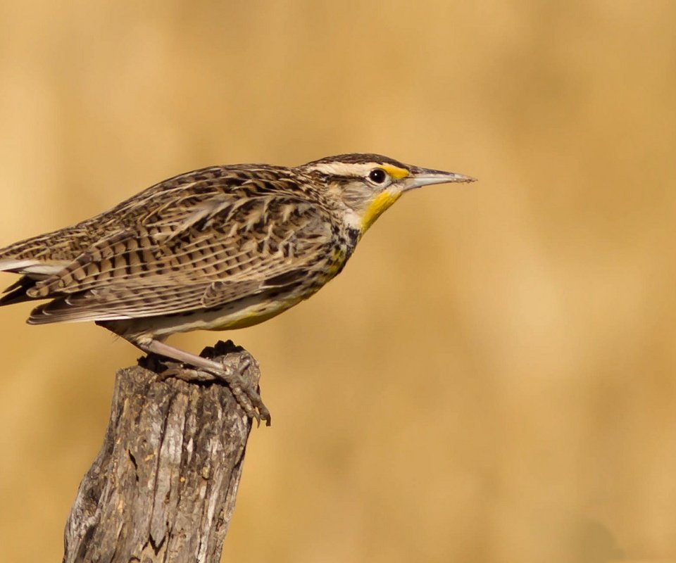 Обои птица, клюв, перья, хвост, луговой трупиал, bird, beak, feathers, tail, meadow trupial разрешение 2048x1152 Загрузить