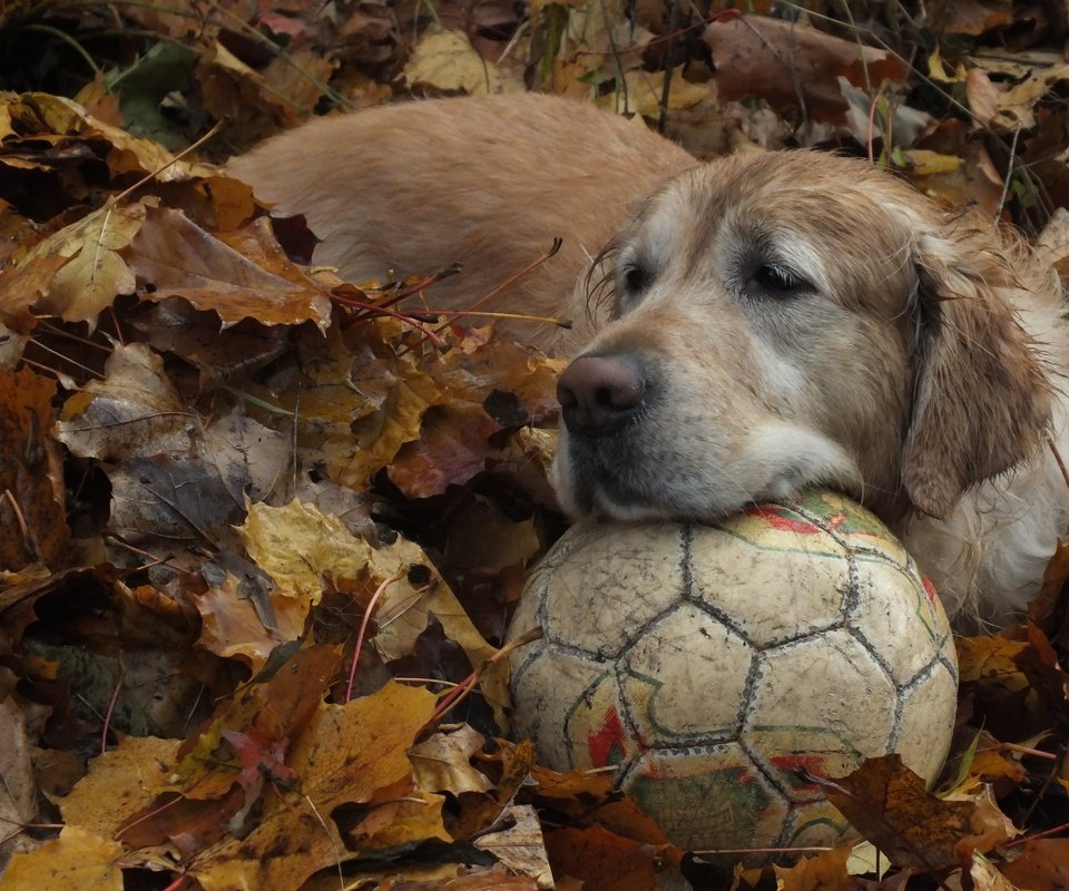 Обои листья, осень, собака, мяч, золотистый ретривер, leaves, autumn, dog, the ball, golden retriever разрешение 4608x3456 Загрузить