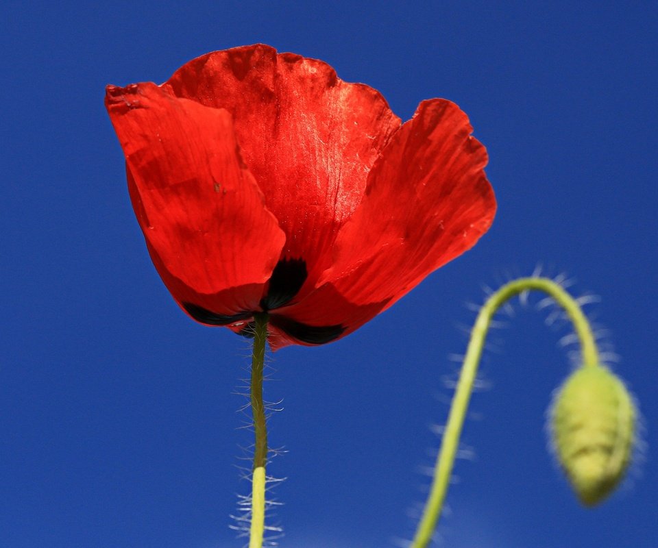 Обои небо, макро, цветок, лепестки, мак, the sky, macro, flower, petals, mac разрешение 2850x1687 Загрузить