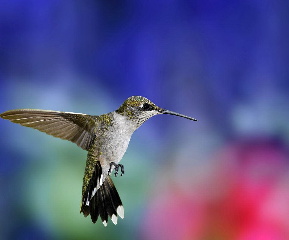 Обои фон, крылья, размытость, птица, клюв, перья, колибри, background, wings, blur, bird, beak, feathers, hummingbird разрешение 2759x1624 Загрузить