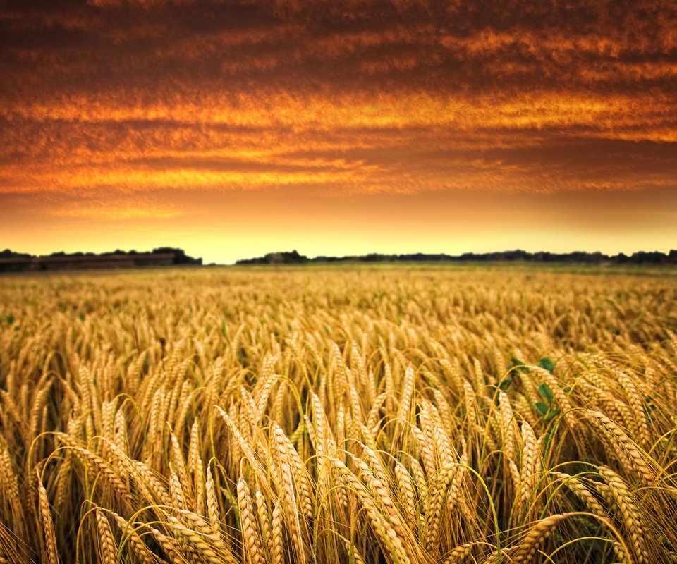 Обои небо, облака, солнце, закат, поле, горизонт, пшеница, урожай, the sky, clouds, the sun, sunset, field, horizon, wheat, harvest разрешение 2160x1920 Загрузить
