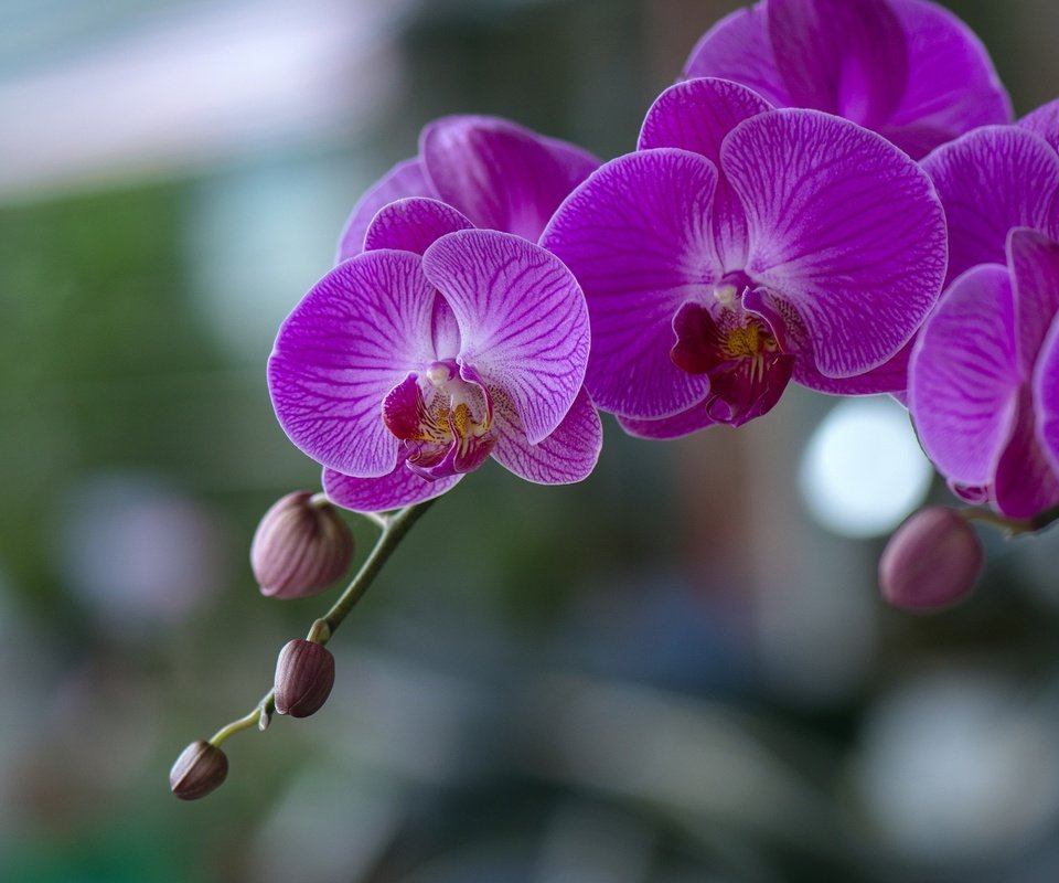 Обои цветы, цветение, орхидеи,  цветы, фаленопсис, flowers, flowering, orchids, phalaenopsis разрешение 2048x1365 Загрузить