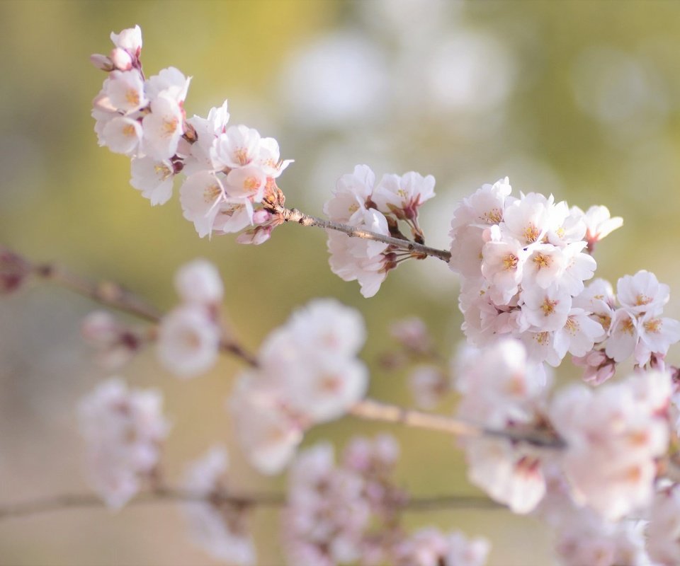 Обои цветение, ветки, размытость, весна, сакура, flowering, branches, blur, spring, sakura разрешение 2048x1356 Загрузить