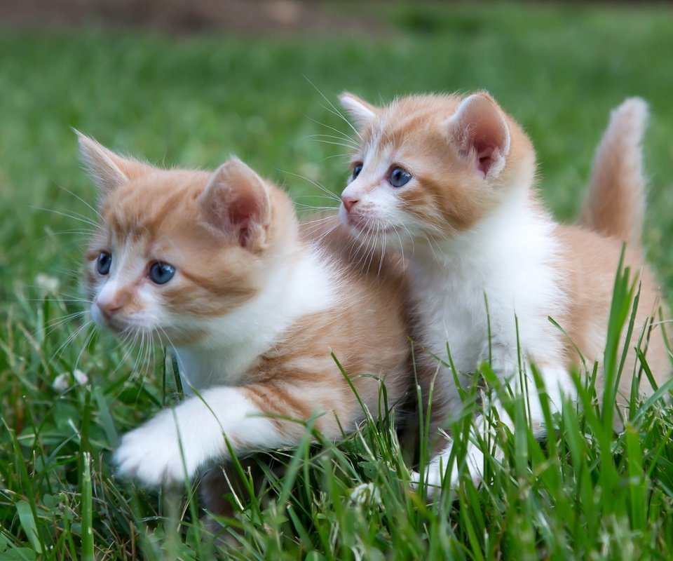 Обои трава, усы, взгляд, кошки, котята, мордочки, grass, mustache, look, cats, kittens, faces разрешение 2880x1800 Загрузить
