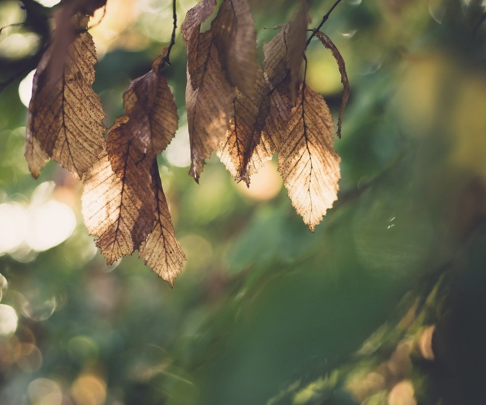 Обои листья, макро, осень, размытость, leaves, macro, autumn, blur разрешение 1920x1200 Загрузить