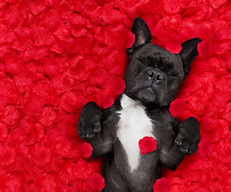Обои фон, французский бульдог, розы, лепестки, красный, лежит, юмор, бульдог, лепестки роз, background, french bulldog, roses, petals, red, lies, humor, bulldog, rose petals разрешение 6000x4000 Загрузить