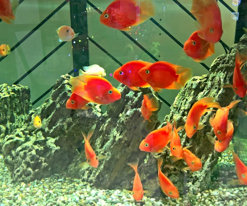 Обои рыбы, аквариум, золотая рыбка, риф, аква, fish, aquarium, goldfish, reef, aqua разрешение 4528x2960 Загрузить