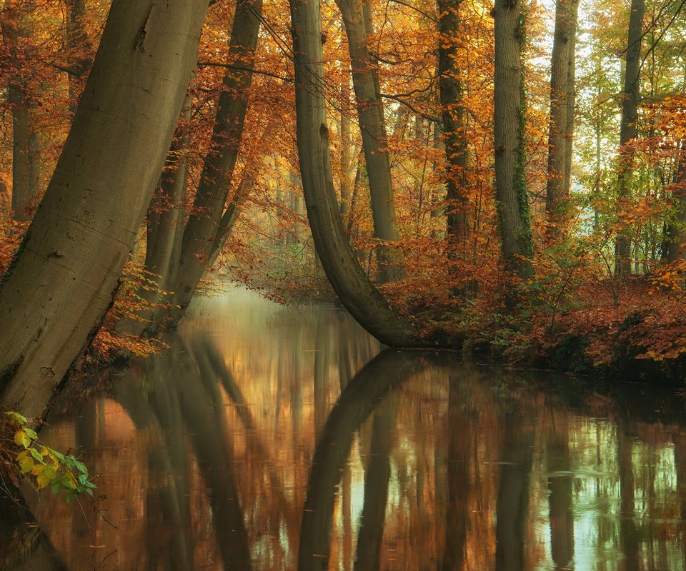 Обои деревья, река, природа, лес, отражение, стволы, осень, trees, river, nature, forest, reflection, trunks, autumn разрешение 1920x1200 Загрузить