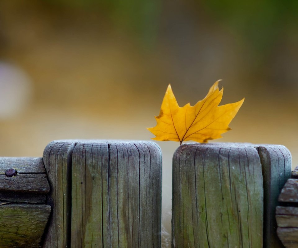 Обои макро, осень, забор, лист, кленовый лист, macro, autumn, the fence, sheet, maple leaf разрешение 2880x1800 Загрузить