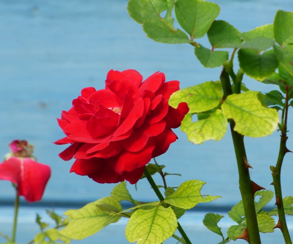 Обои листья, цветок, роза, лепестки, куст, стебли, красная роза, leaves, flower, rose, petals, bush, stems, red rose разрешение 4608x3456 Загрузить