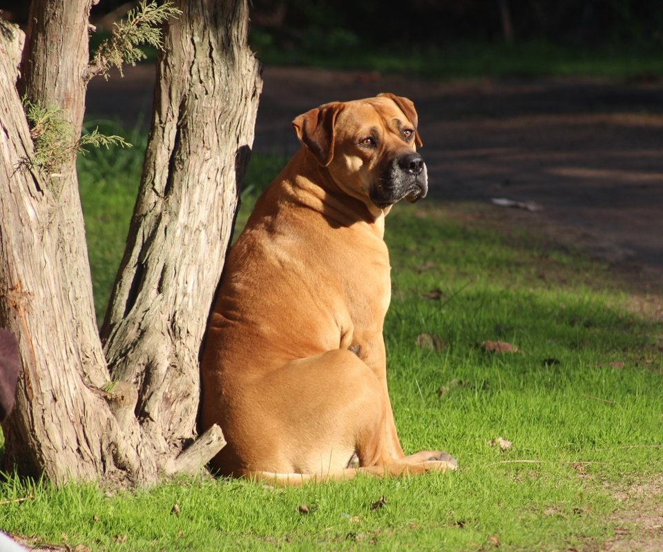 Обои морда, трава, дерево, взгляд, собака, бульмастиф, face, grass, tree, look, dog, bullmastiff разрешение 5184x3456 Загрузить