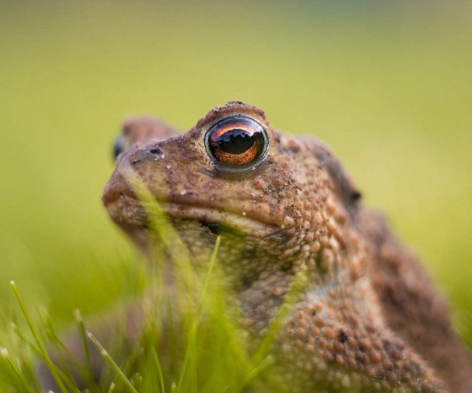 Обои глаза, трава, лягушка, животное, жаба, амфибия, земноводные, eyes, grass, frog, animal, toad, amphibian, amphibians разрешение 2048x1365 Загрузить