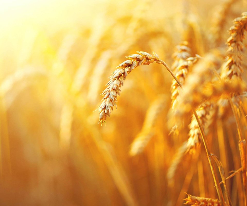 Обои природа, макро, поле, размытость, колосья, пшеница, злаки, nature, macro, field, blur, ears, wheat, cereals разрешение 2560x1600 Загрузить