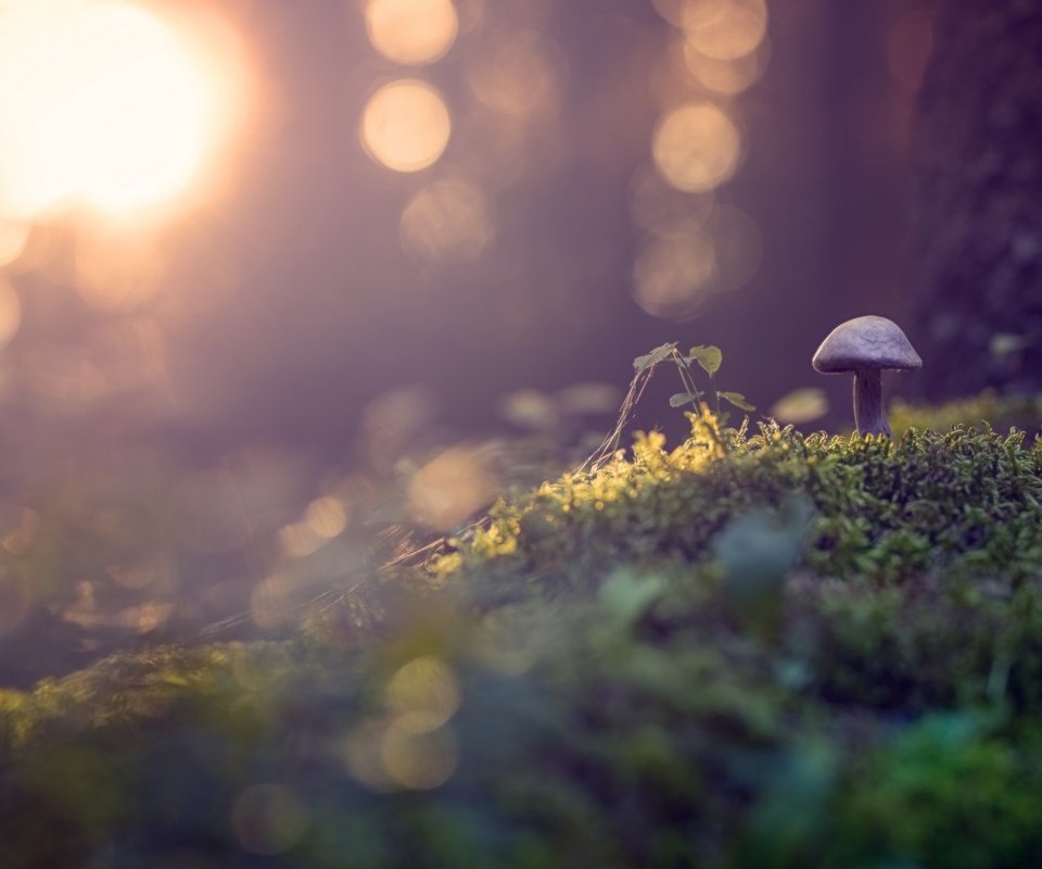 Обои природа, растения, макро, осень, грибы, гриб, мох, боке, nature, plants, macro, autumn, mushrooms, mushroom, moss, bokeh разрешение 2560x1515 Загрузить