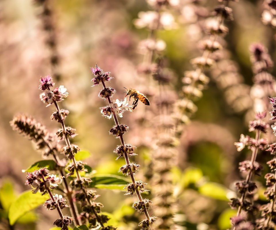 Обои природа, растения, макро, насекомое, размытость, пчела, полевые цветы, nature, plants, macro, insect, blur, bee, wildflowers разрешение 2500x1666 Загрузить