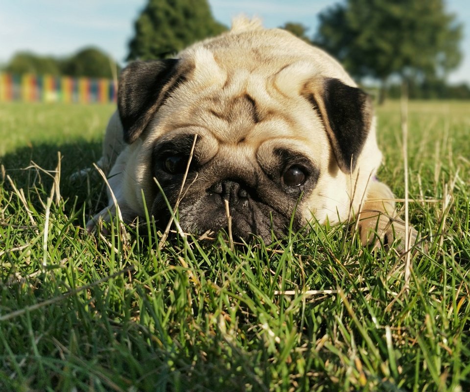 Обои трава, мордочка, взгляд, собака, мопс, grass, muzzle, look, dog, pug разрешение 4608x3456 Загрузить