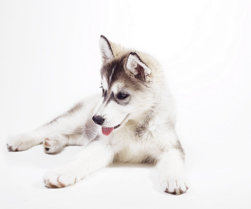 Обои мордочка, сибирский хаски, взгляд, собака, щенок, белый фон, хаски, язык, милый щенок, muzzle, siberian husky, look, dog, puppy, white background, husky, language, cute puppy разрешение 1920x1200 Загрузить