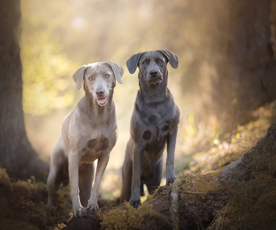 Обои мордочка, взгляд, лабрадор, собаки, боке, silver labradors, muzzle, look, labrador, dogs, bokeh разрешение 2048x1367 Загрузить