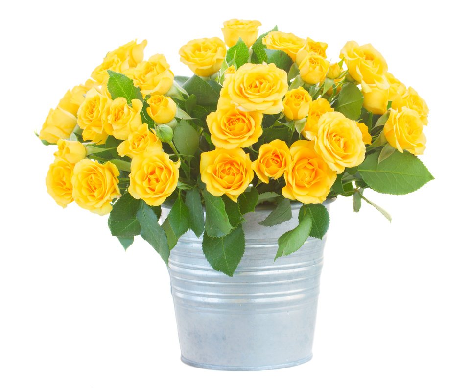 Обои цветы, розы, букет, белый фон, желтые, ведро, flowers, roses, bouquet, white background, yellow, bucket разрешение 4200x3420 Загрузить