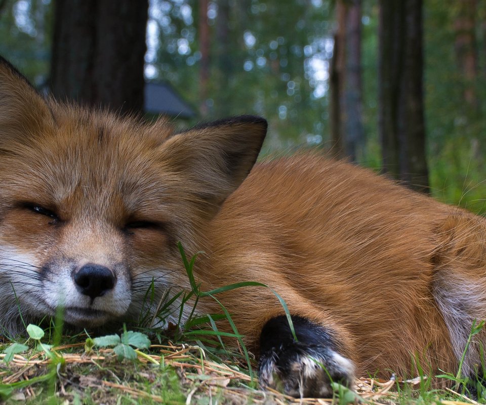 Обои взгляд, рыжая, лиса, животное, мех, look, red, fox, animal, fur разрешение 1920x1080 Загрузить