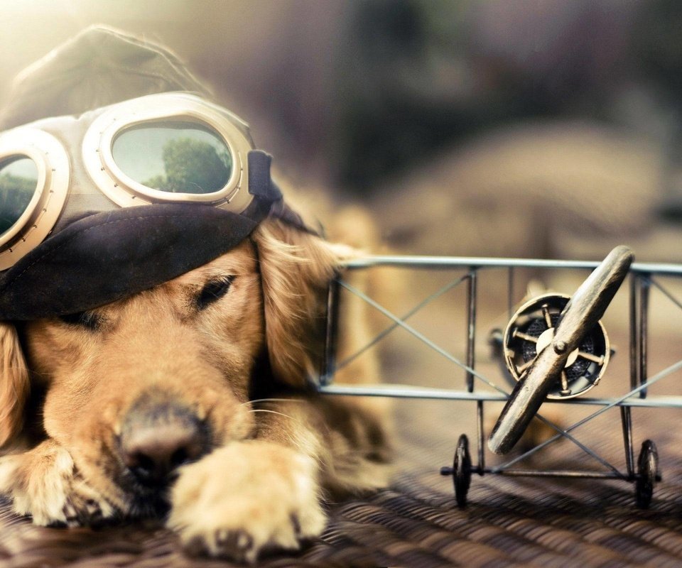 Обои самолет, лётчик, очки, собака, голден ретривер, шлемофон, the plane, pilot, glasses, dog, golden retriever, headset разрешение 2560x1600 Загрузить
