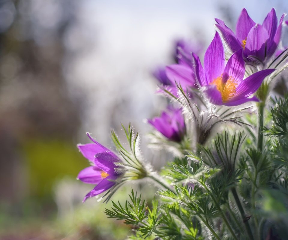 Обои цветы, природа, весна, сон-трава, flowers, nature, spring, sleep-grass разрешение 2048x1367 Загрузить