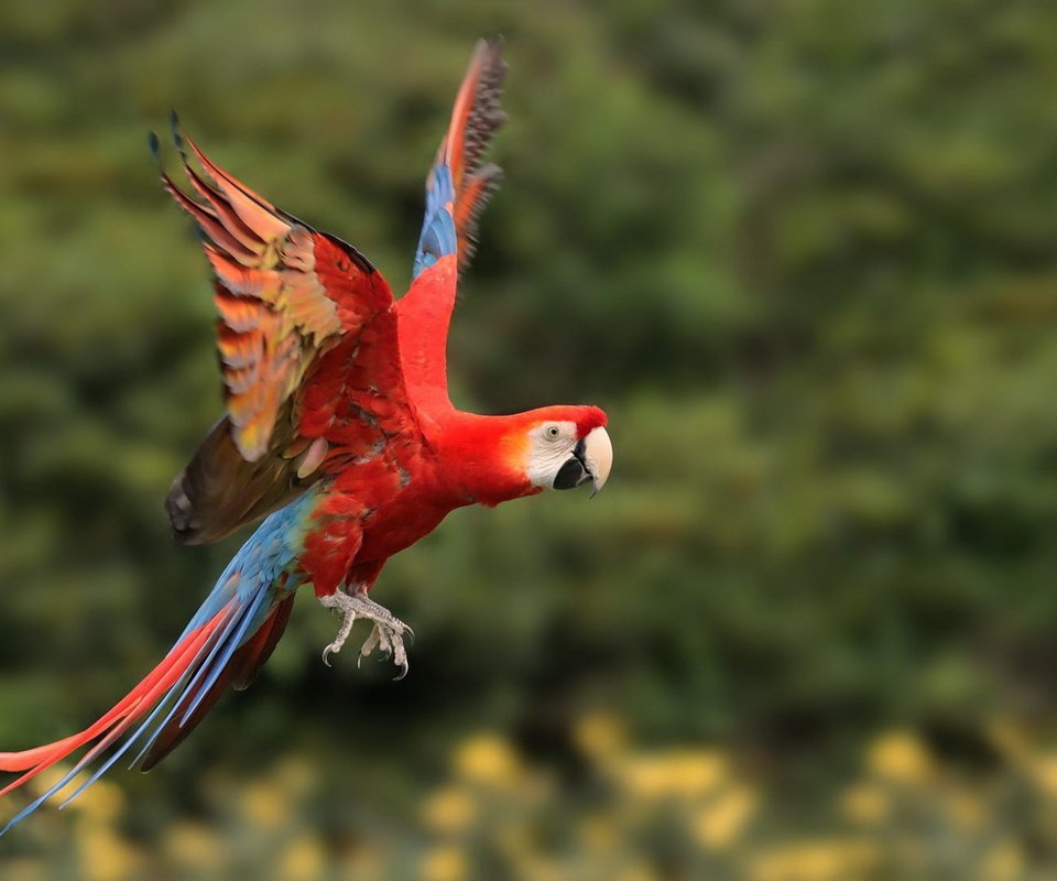 Обои полет, крылья, птица, попугай, ара, боке, flight, wings, bird, parrot, ara, bokeh разрешение 1920x1080 Загрузить