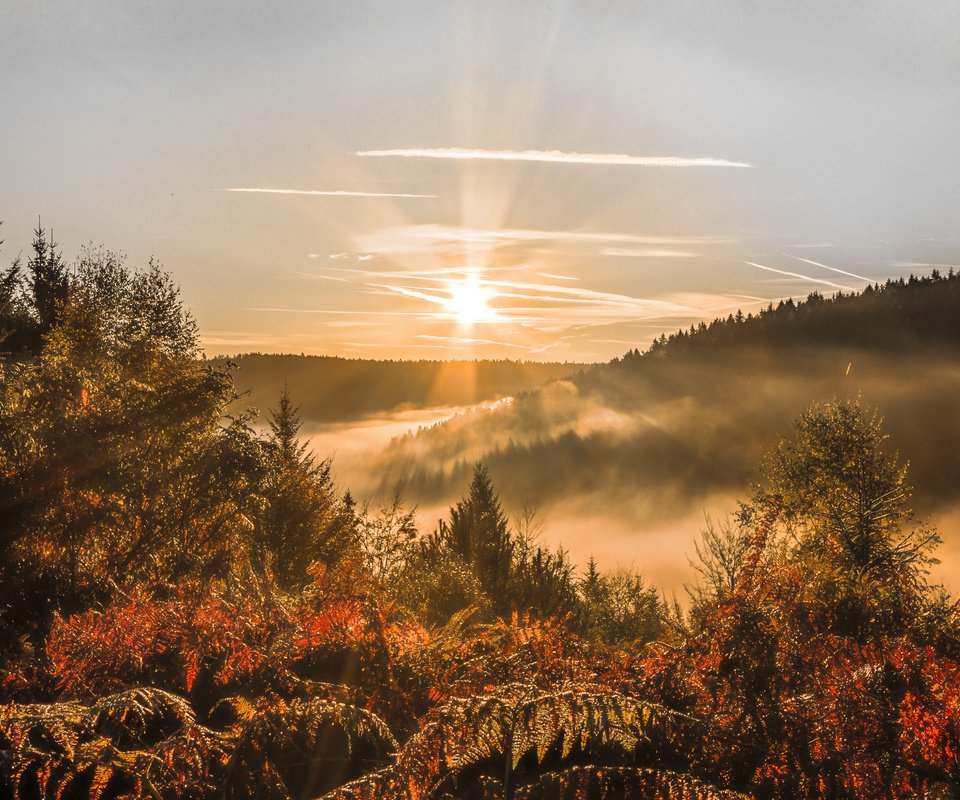 Обои небо, деревья, лес, закат, осень, солнечные лучи, the sky, trees, forest, sunset, autumn, the sun's rays разрешение 5050x2915 Загрузить