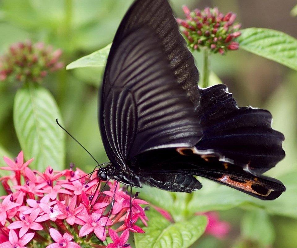 Обои цветы, насекомое, бабочка, крылья, flowers, insect, butterfly, wings разрешение 1920x1080 Загрузить