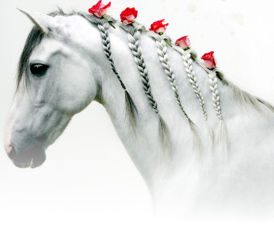 Обои цветы, лошадь, розы, белая, голова, косички, flowers, horse, roses, white, head, braids разрешение 1920x1209 Загрузить