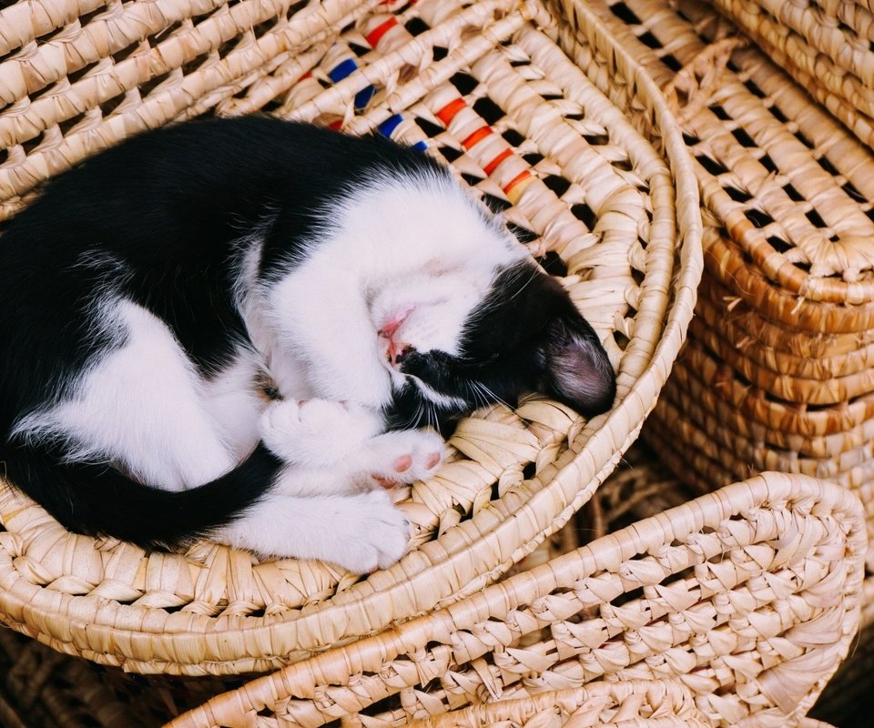 Обои кот, кошка, сон, котенок, корзина, cat, sleep, kitty, basket разрешение 1920x1080 Загрузить