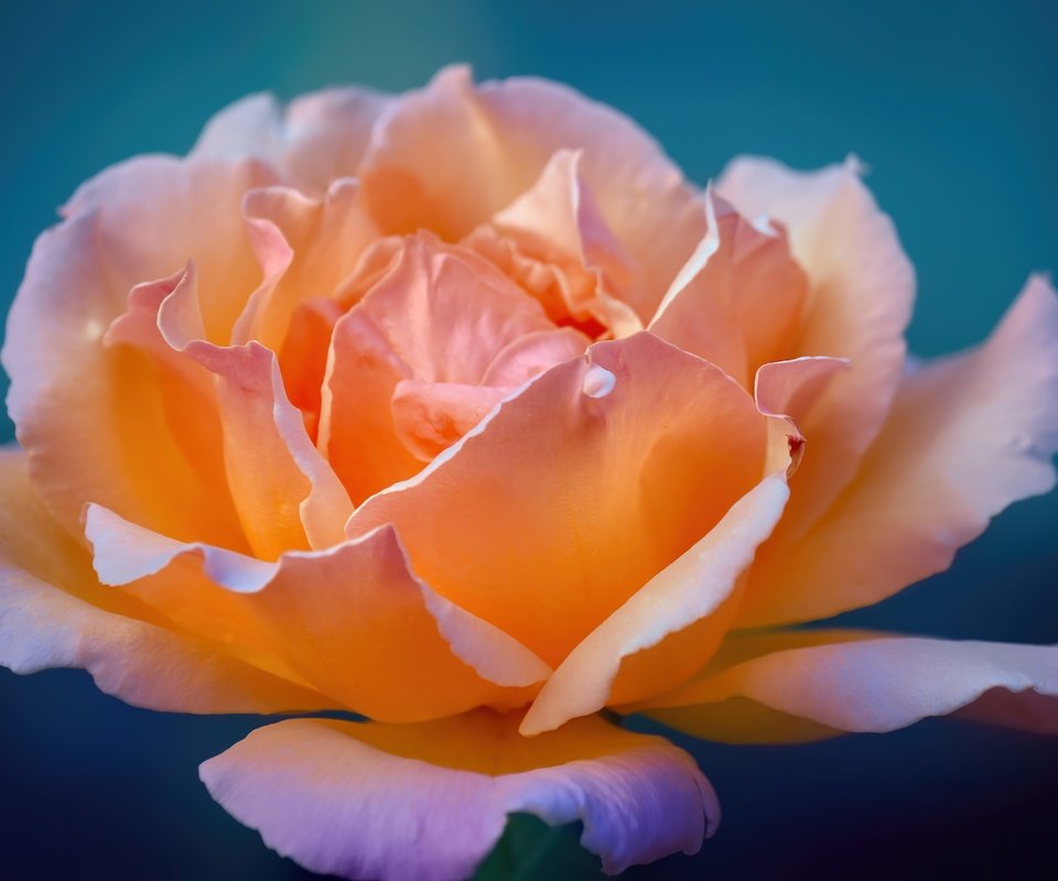 Обои цветок, роза, лепестки, flower, rose, petals разрешение 5184x3456 Загрузить
