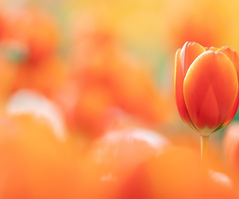 Обои фон, тюльпан, background, tulip разрешение 2048x1300 Загрузить