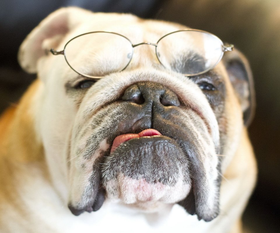 Обои очки, собака, бульдог, английский бульдог, glasses, dog, bulldog, english bulldog разрешение 1920x1200 Загрузить