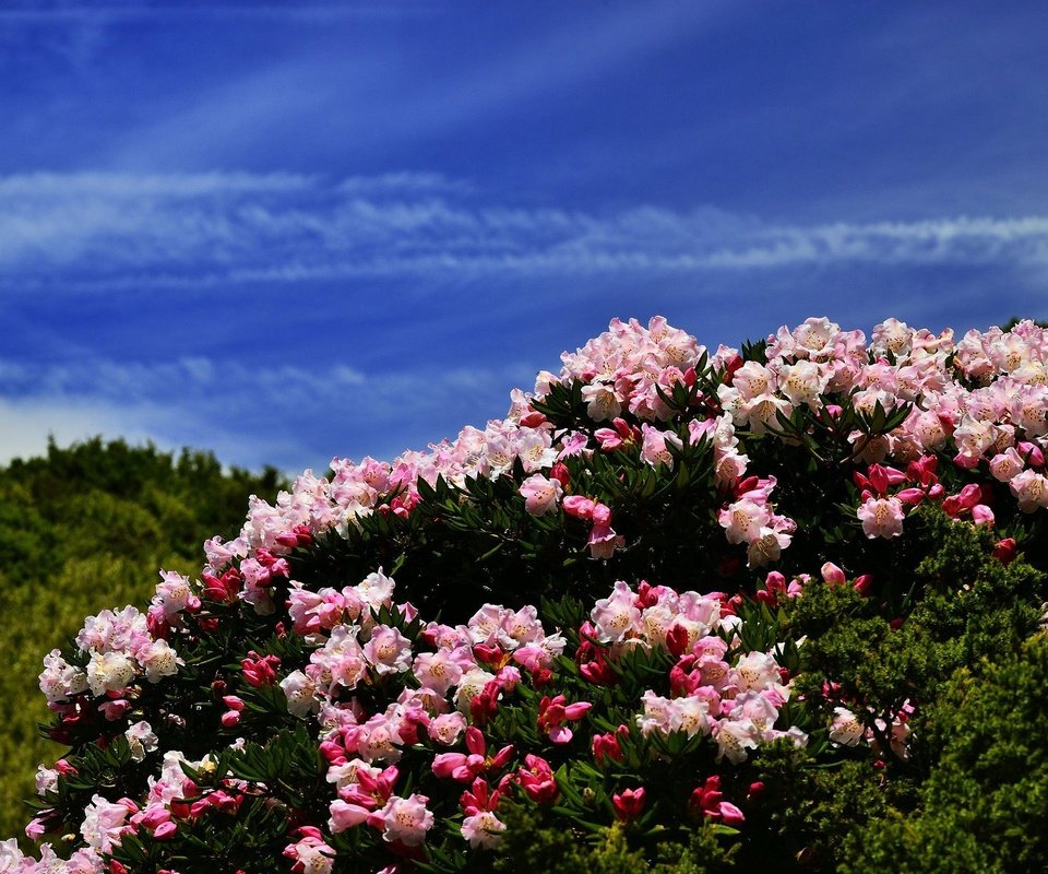 Обои цветы, холмы, синева, азалия, рододендроны, flowers, hills, blue, azalea, rhododendrons разрешение 2048x1367 Загрузить