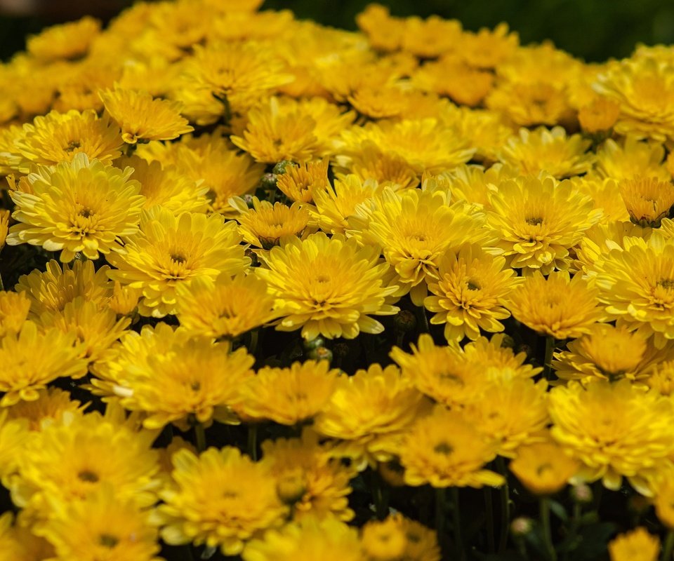Обои цветы, много, желтые, хризантемы, клумба, flowers, a lot, yellow, chrysanthemum, flowerbed разрешение 3008x2008 Загрузить