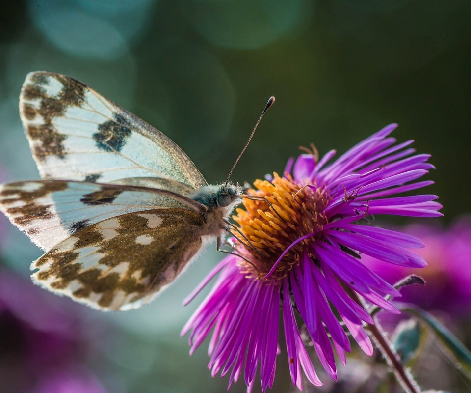 Обои цветы, природа, макро, насекомое, бабочка, крылья, боке, flowers, nature, macro, insect, butterfly, wings, bokeh разрешение 3000x2000 Загрузить