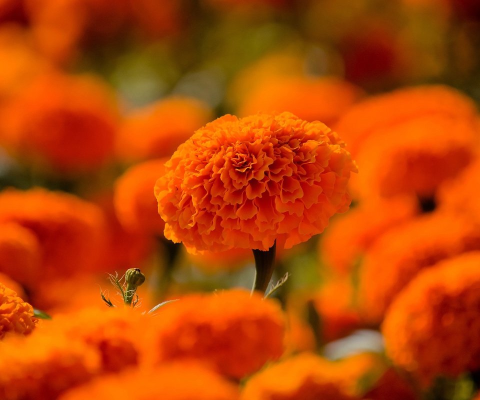 Обои цветы, сад, много, оранжевые, клумба, боке, бархатцы, flowers, garden, a lot, orange, flowerbed, bokeh, marigolds разрешение 3840x2160 Загрузить
