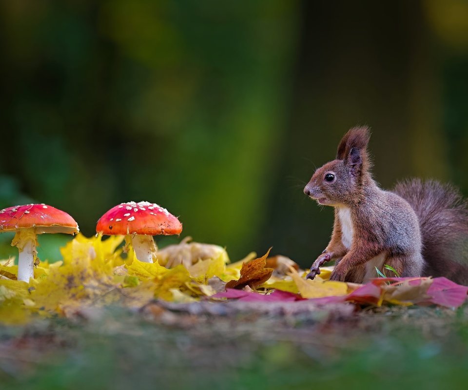 Обои листья, осень, грибы, поляна, белка, боке, мухоморы, leaves, autumn, mushrooms, glade, protein, bokeh, amanita разрешение 2000x1334 Загрузить