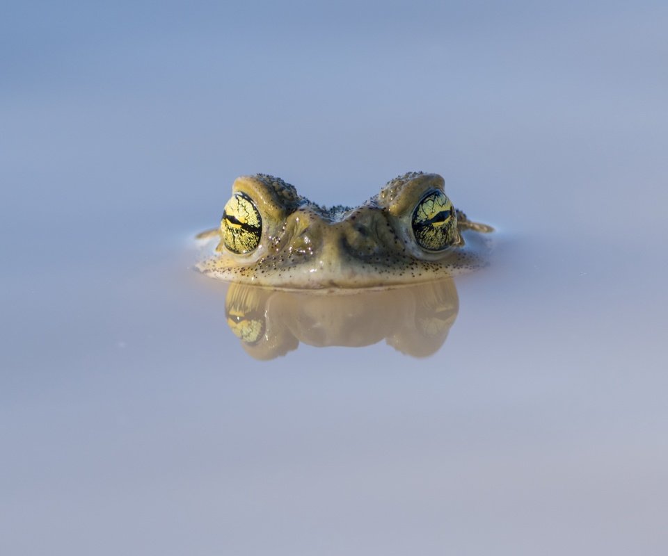 Обои глаза, природа, отражение, лягушка, лужа, eyes, nature, reflection, frog, puddle разрешение 3840x2160 Загрузить