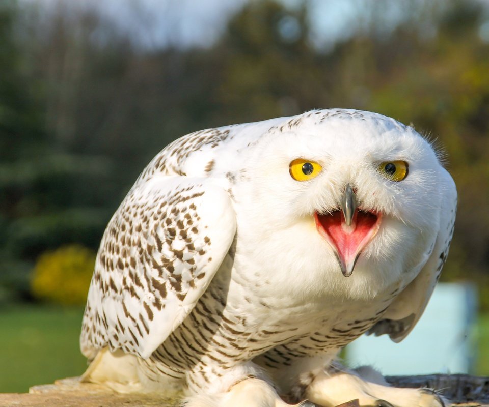 Обои сова, природа, птица, белая, полярная сова, owl, nature, bird, white, snowy owl разрешение 4272x2848 Загрузить
